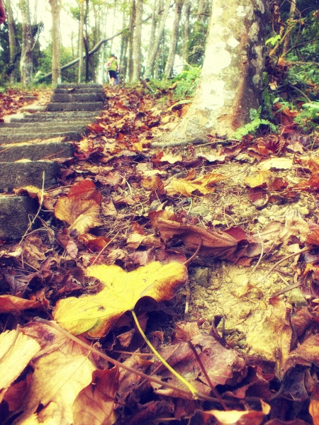 苗栗--薑麻園步道7468