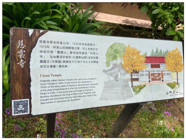 阿里山慈雲寺の紫藤2782140