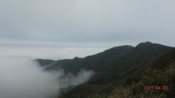 0403仙境般雲霧飄渺，陽明山再見雲海&夕陽，觀音圈雲瀑若隱乍現1331504