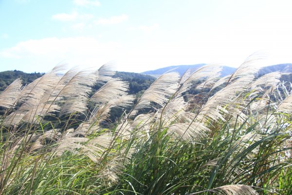 芒芒的七星山758943