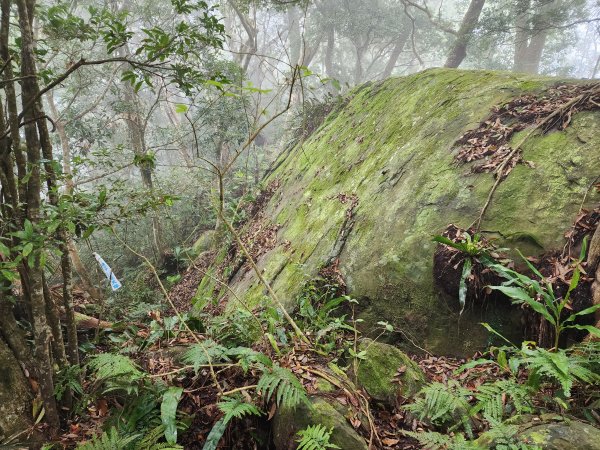 20230409那羅山、煤源山、大混山、道下山O型2141967