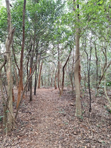 三段崎古道202401222696411