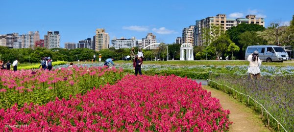 首訪 #古亭河濱公園 #花海 3/153015680