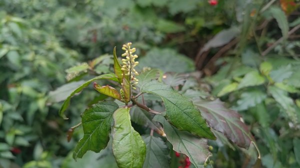 內樹尾、田中**山2708944