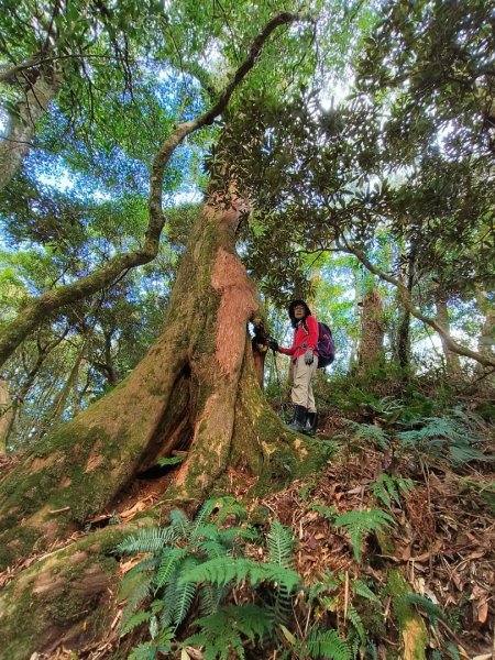 1121125 鳥嘴山縱走貴妃山2363981