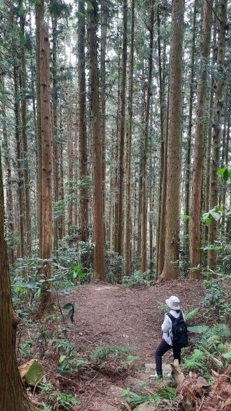 《苗栗》短美清幽｜二本松山丸田砲臺遺址及巨人之手202407202555132