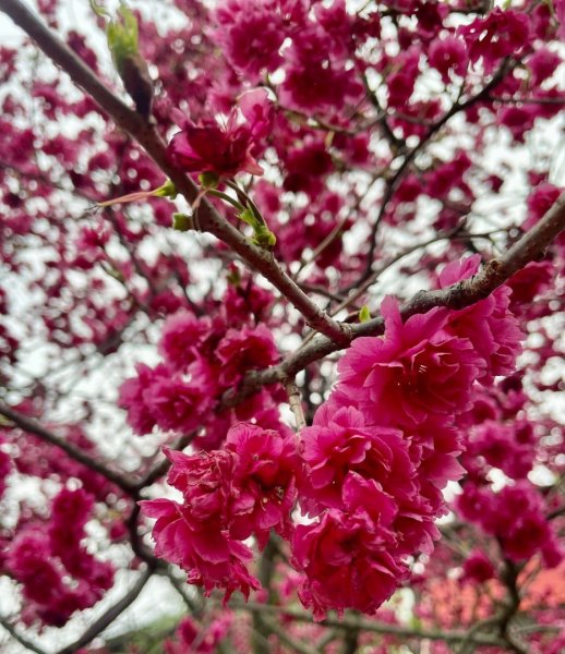 淡水天元宮賞櫻-三芝千手觀音如來2718510