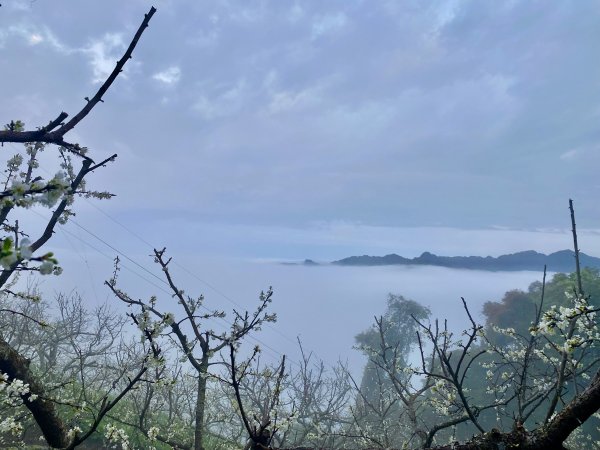 洗水山北峰.細道邦山(南峰)輕鬆撿--雲海花海看飽看滿   2022/2/101606991