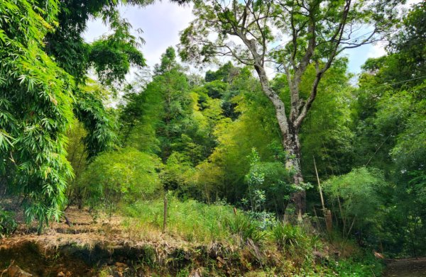 【中級山】有熊森林，谷關三雌白冷山2741100