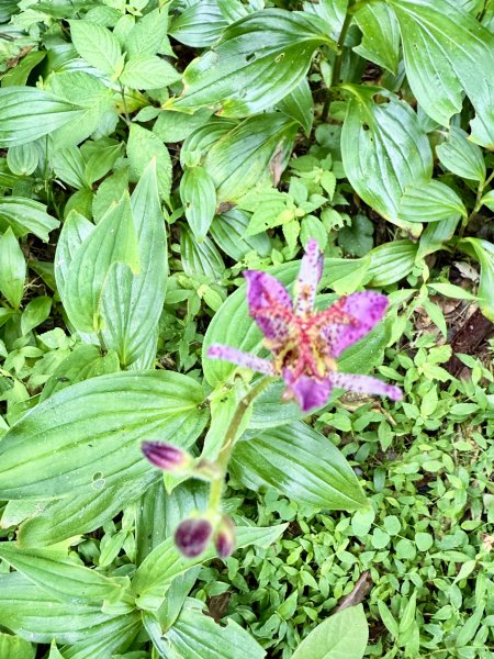 桶後越嶺道悠遊（烏來－礁溪）    2025.7.52827978