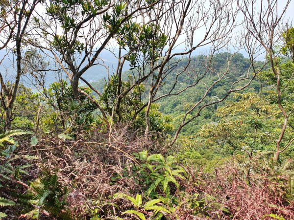 鳶嘴山，醜崠山，長壽山，榛山步道，三員縱走，文林古道，高梘頭山，糖塔山，鐘樓古道1691630