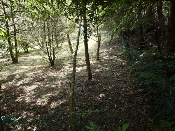 [淡蘭古道] 2026_0524 南路第四段_四堵古道(下)-四堵苗圃步道3070019