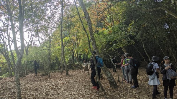 馬那邦山步道(珠湖登山口上)1585904