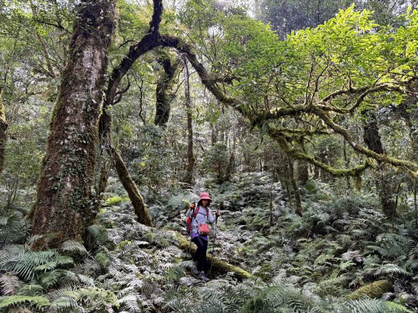 塔曼山 連走 拉拉山森林遊樂區 O繞 202510112923687