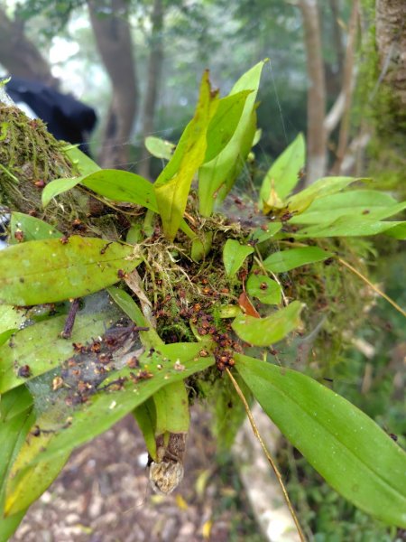 白藍狐貍出狐貍尾/狐貍縱走2796274