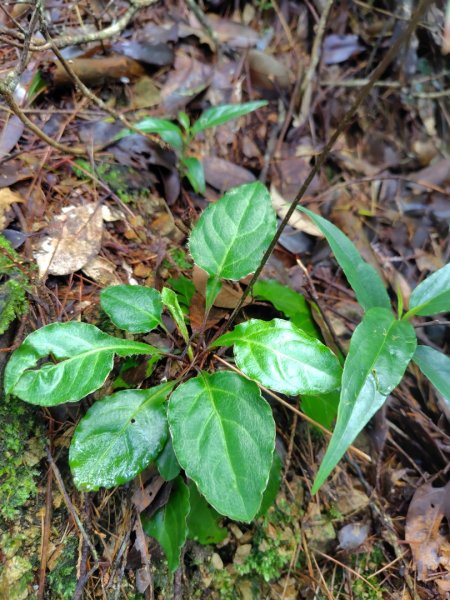 橫沙笛/橫嶺山、沙蓮山、笛吹山2799255