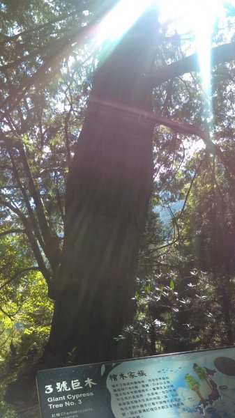 高聳雲天的檜山巨木群步道718784
