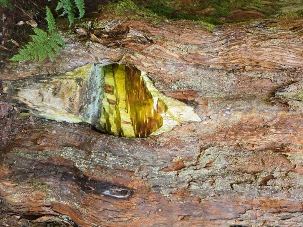 郡大林道19k之郡大神木群二刷～雲海滿出來～2451896