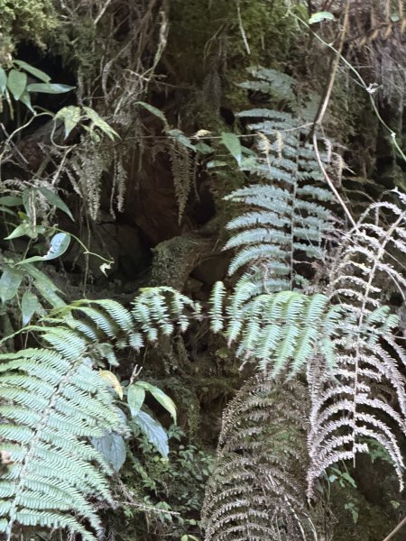 1141122特富野古道2995420