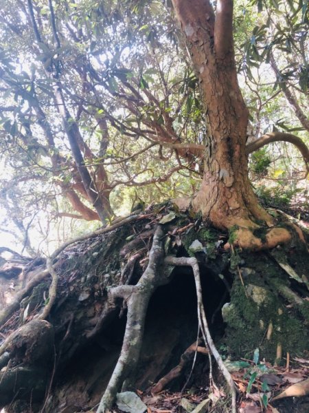 2019/03/02 北大武541994