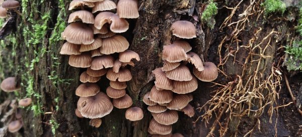 2025/06/22_民都有山登山步道2818022