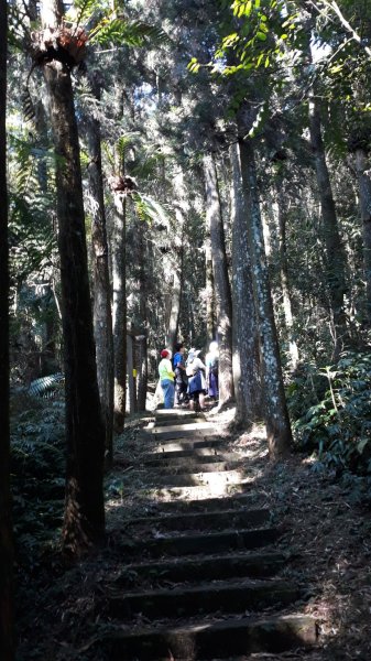 步道巡訪員│四大天王山步道三月巡訪日誌871288