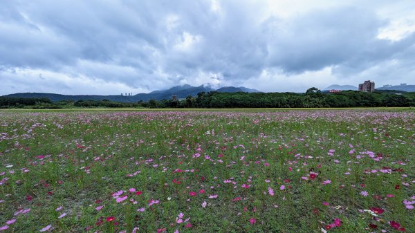 關渡花海,大龍峒孔廟,保安宮,迪化街2345346