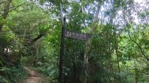 20251115_草嶺古道追芒趣2942945