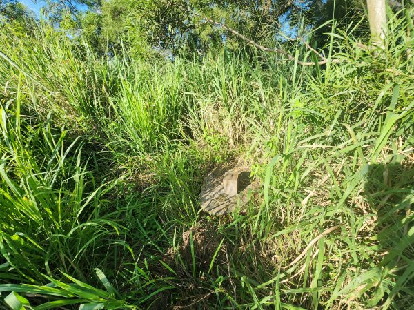 20250921學田山王田山大肚山大尖山竹坑山2928476