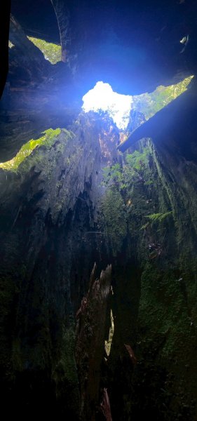 新竹 尖石 鎮西堡巨木群步道A線巨木群 毒龍潭2884742