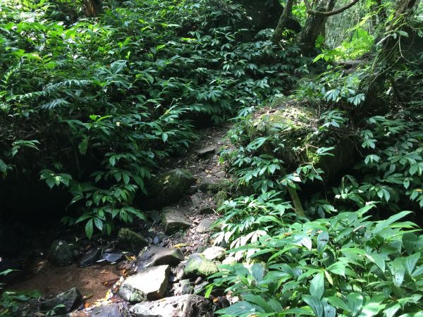 北五指山_坪頂古圳_內雙溪並荷蘭古道407172