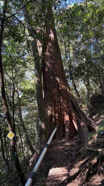 山毛櫸「最後一舞」2955247