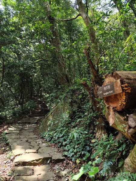 【臺北大縱走 1+2】2-2 大屯主峰-連峰步道→下青礐步道→貴子坑步道→忠義山步道→楓丹白露步道2866904