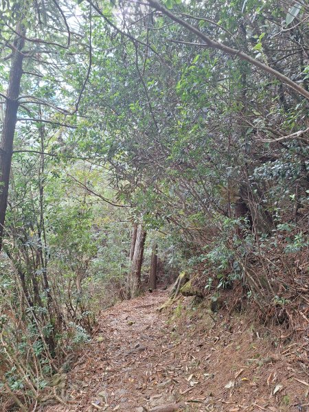 觀霧之榛山O型202411232653950