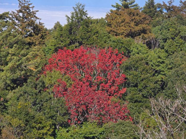 鳶嘴稍來山之楓紅／雲海2974044