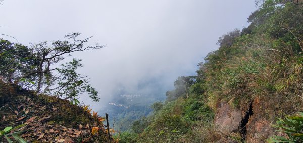 2023-11-25溪頭鳳凰山步道2360983