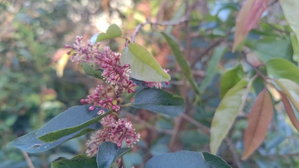 嘉義縣最遙遠的南霞山2698998