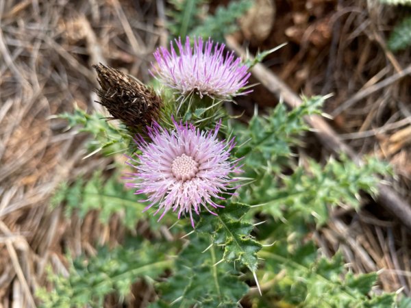 澎湖蛇頭山2691033