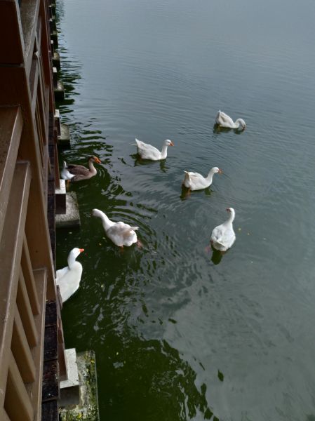 天鵝湖環保水上公園環湖步道405875