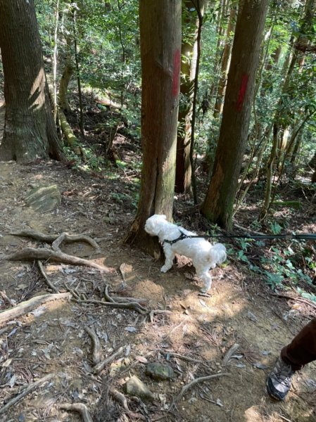 台灣富士山加里山1463451