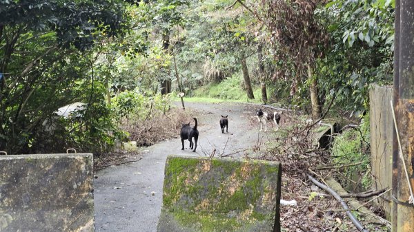 20260203石頭厝山-如意湖-彩虹橋稜線2996803