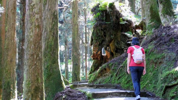 阿里山森遊區-祝山,對高岳步道2536975