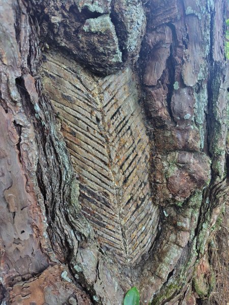 唐麻丹山 蝴蝶谷2918946