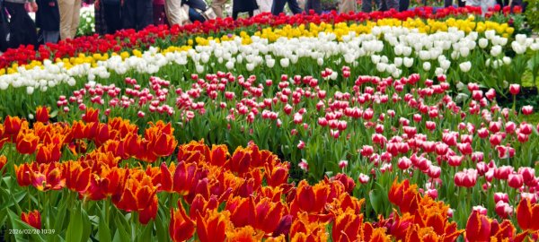 #士林官邸 #鬱金香 #中正紀念堂 #大漁櫻 2/283007887