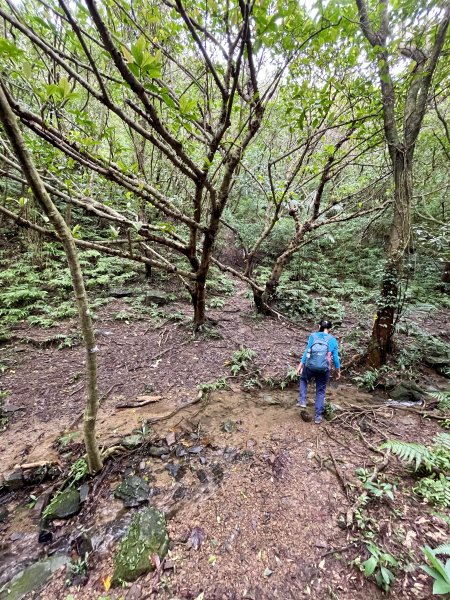 黃金十稜 龍洞稜 和美山登草山1220954