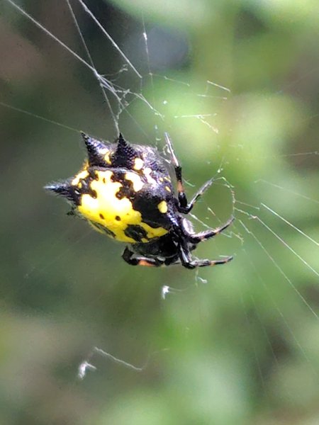 石盤坑 墘溪 橫屏山西峰 橫屏山2890694
