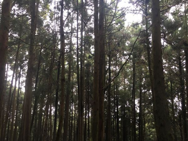 觀霧檜山巨木森林步道171789