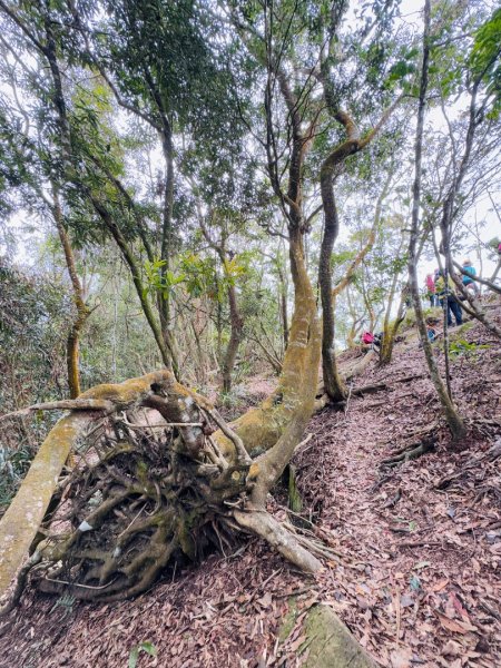 走大橫屏山九份二山(小百岳#45、47)賞梅去2695071