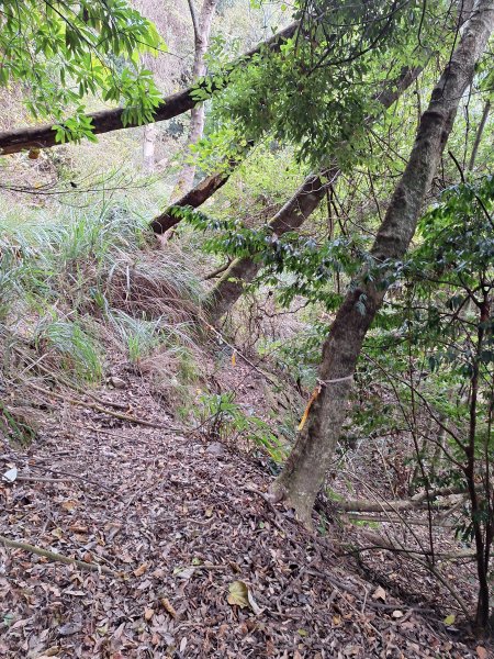 雪見駐在所+雪見山202512252971631