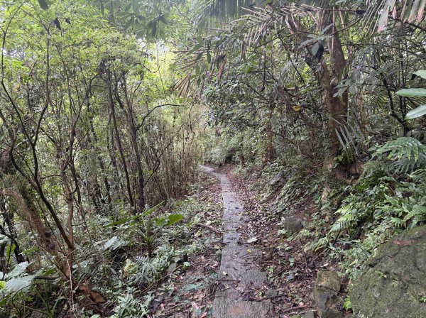 [樟之細路_第二大段RSA23] 2026_0823 茶亭古道3121952